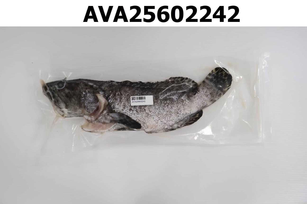 龍虎斑