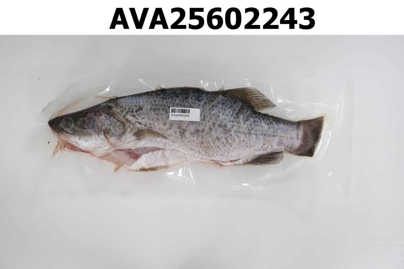 金目鱸魚