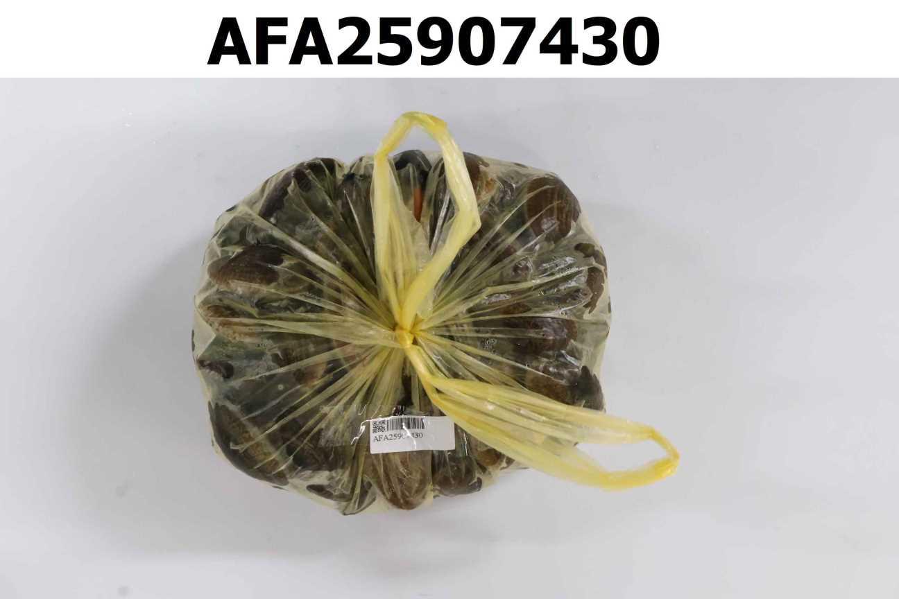 瓜子