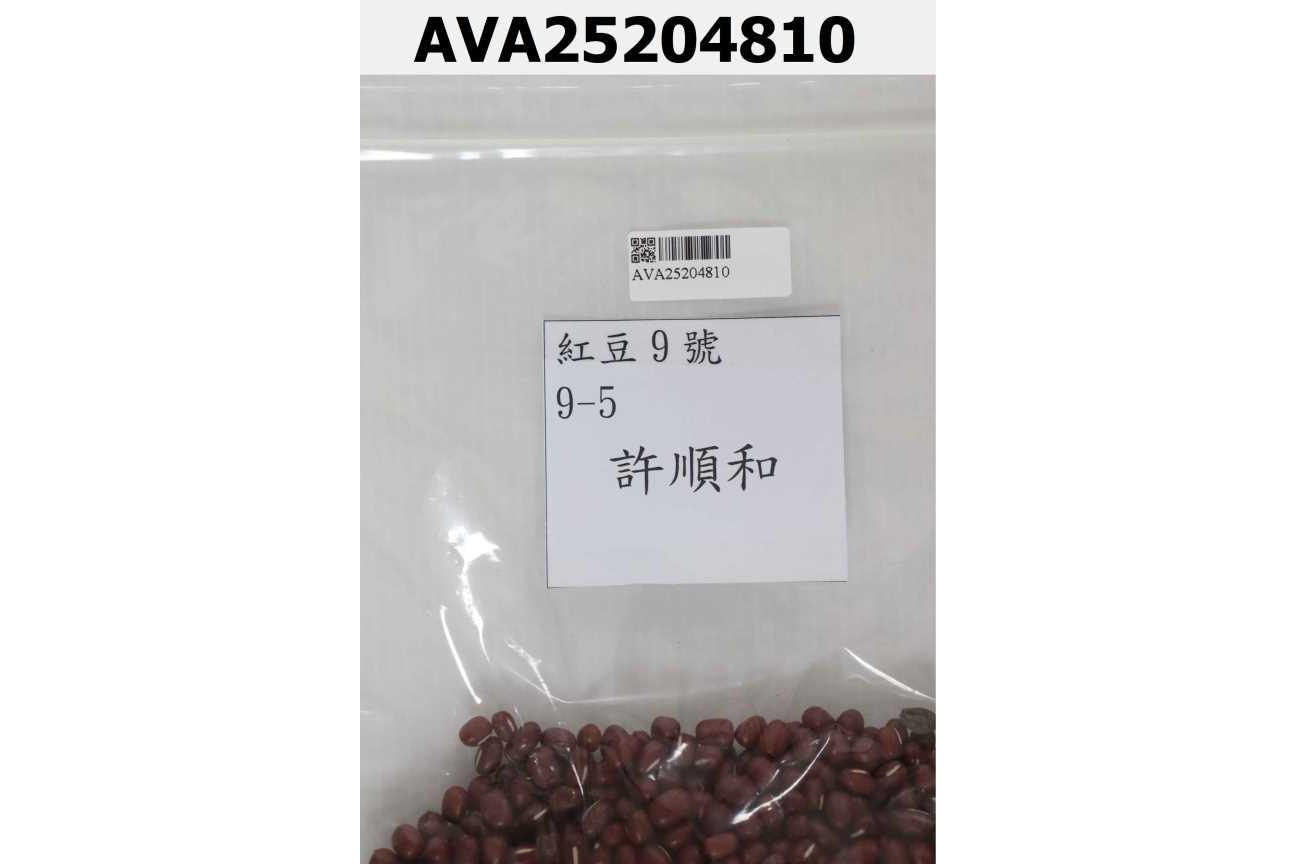 紅豆9號 9-5