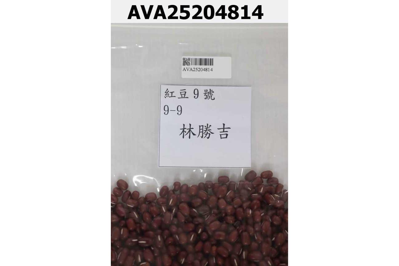 紅豆9號 9-9