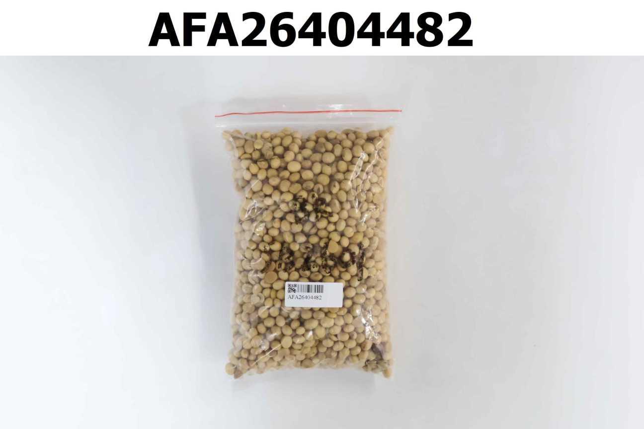 SOYBEAN 黃豆