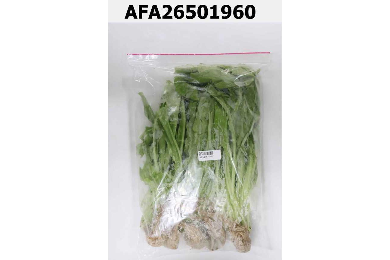 水耕A菜