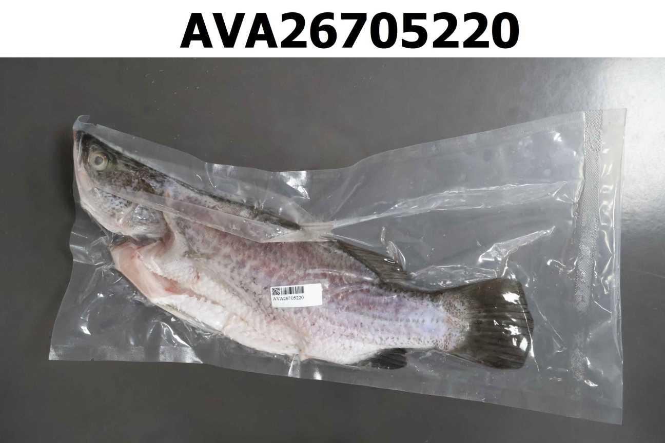 鱸魚
