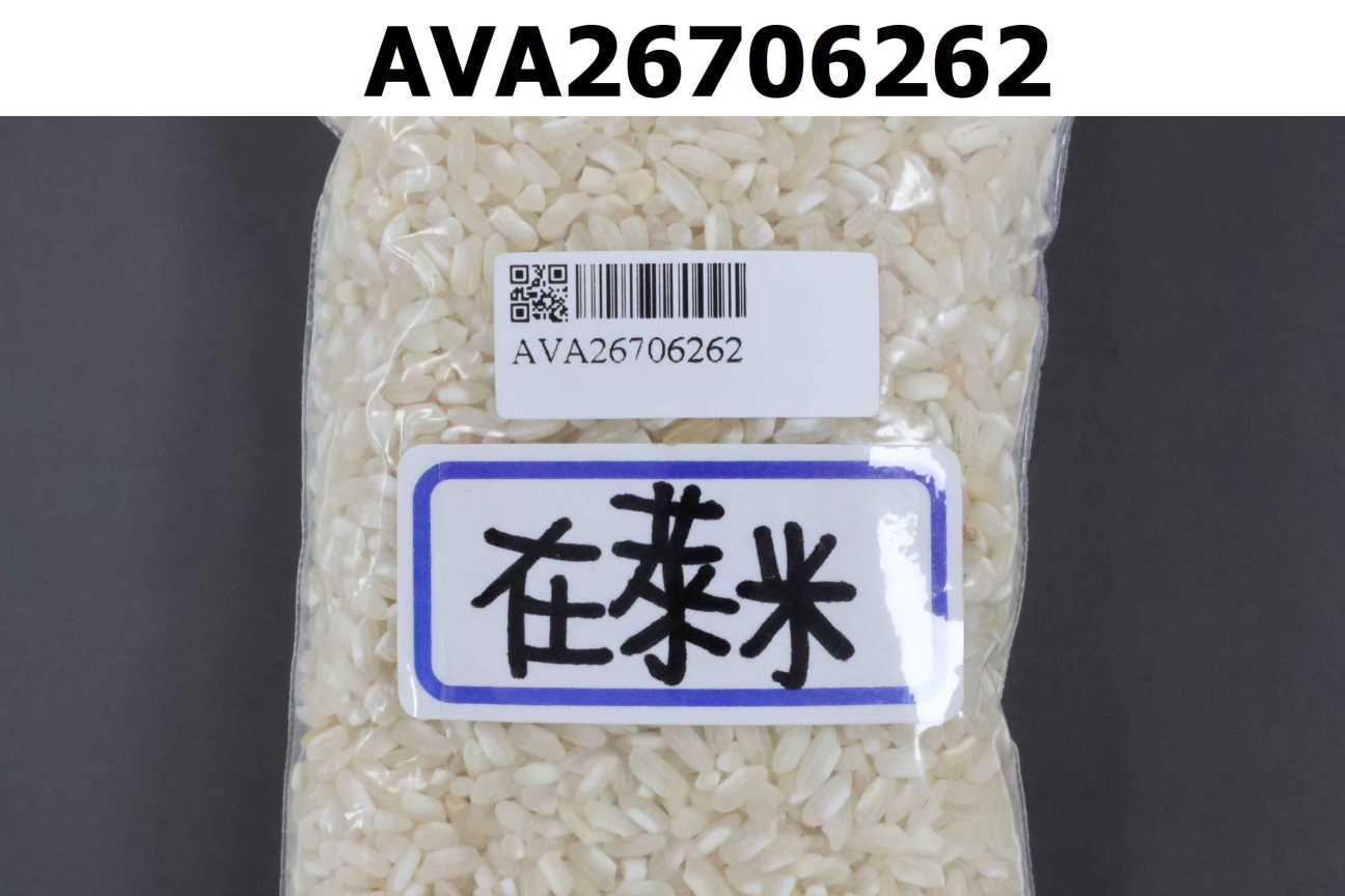 在萊米