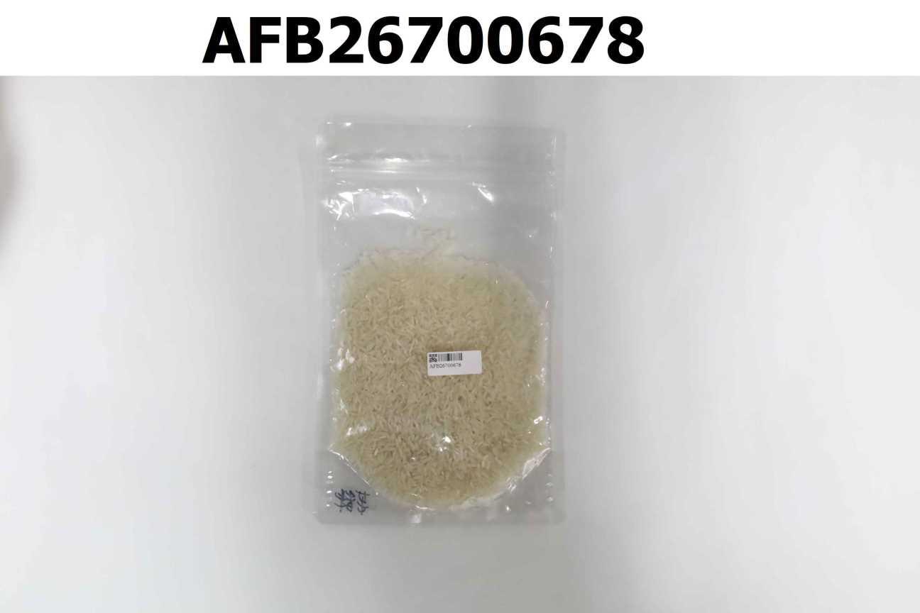 茉莉香米