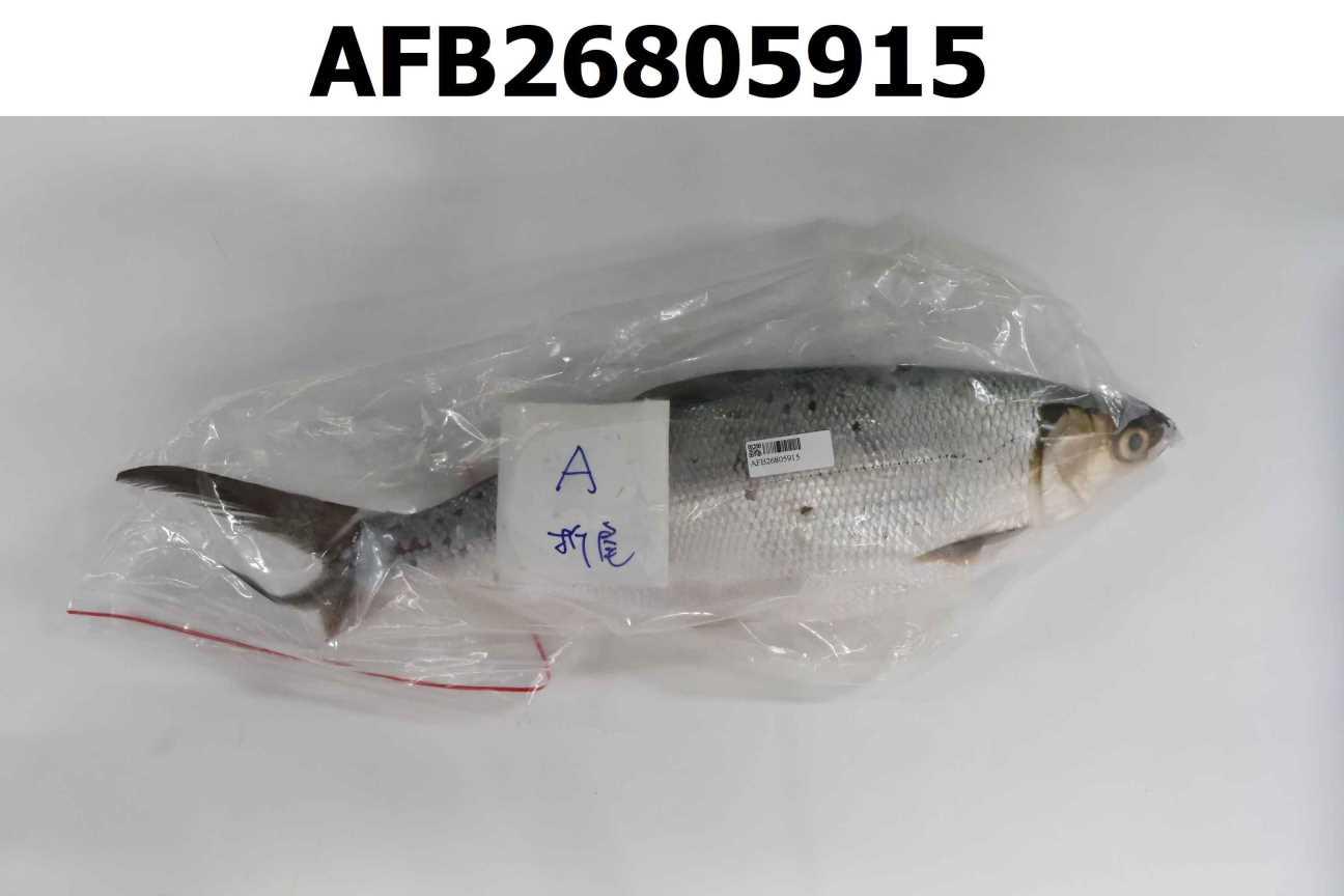 虱目魚 A