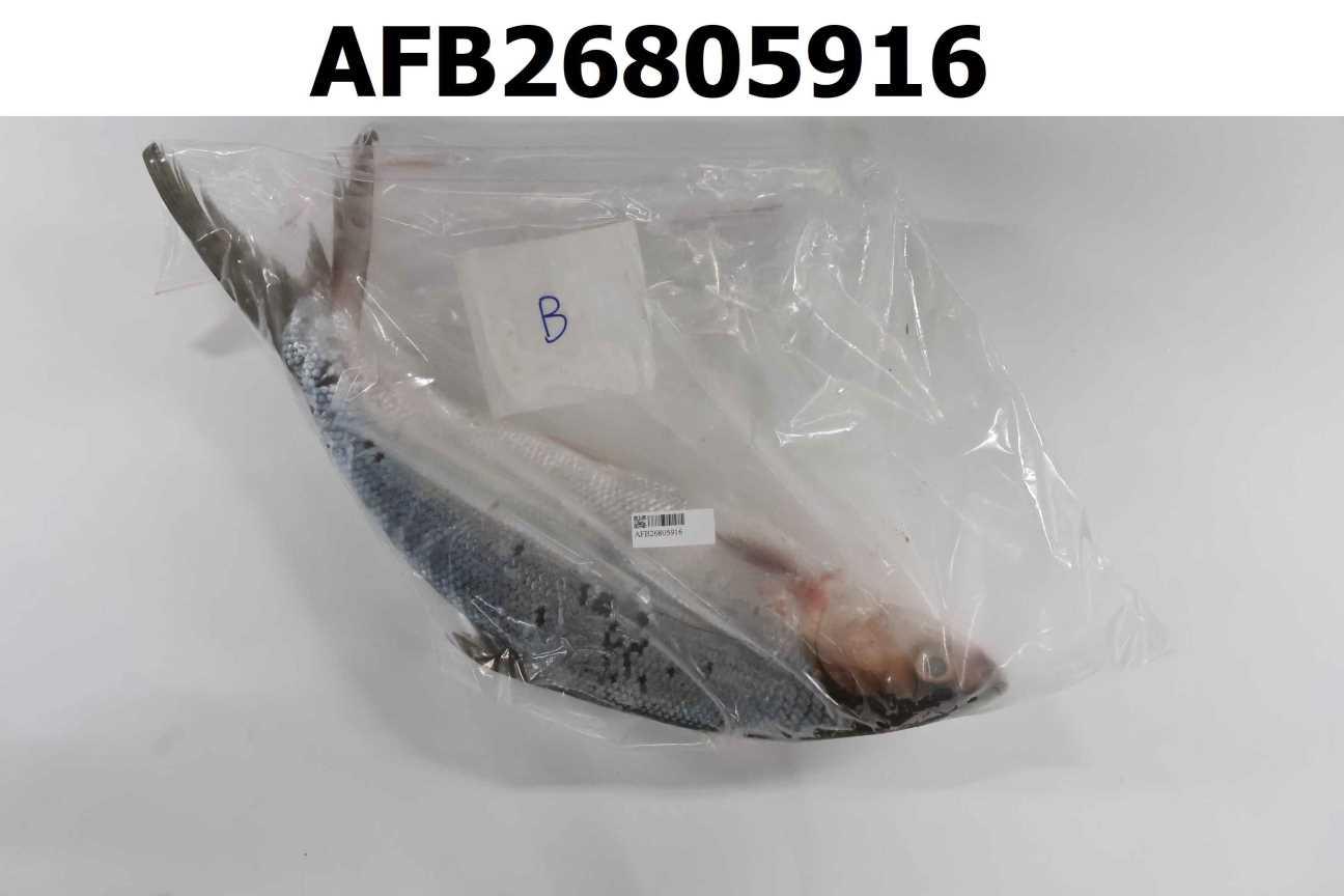 虱目魚 B