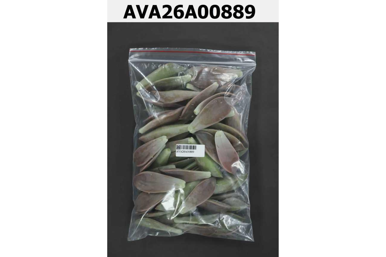 食用石蓮花(朧月)